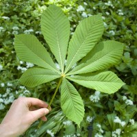 Horse Chestnut